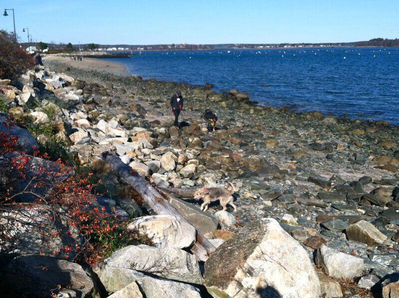 Doggie on the Rocks