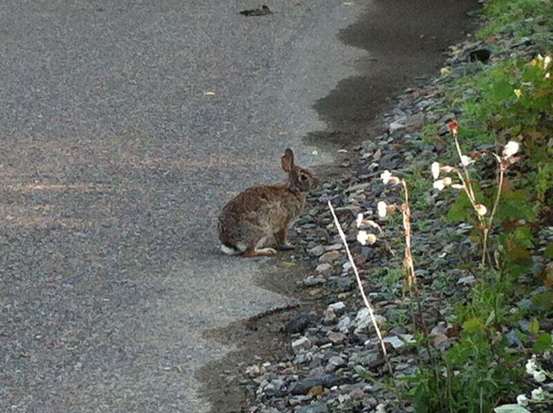 Rabbit on the Trail