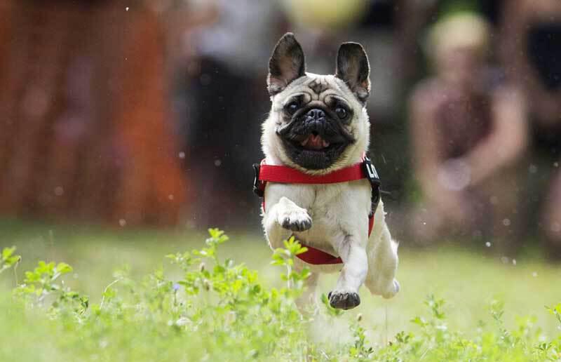 Frolicking Pug