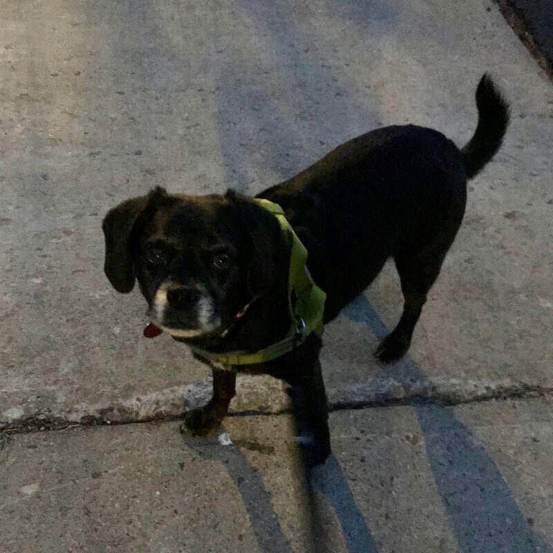 Finnea the puggle on the sidewalk